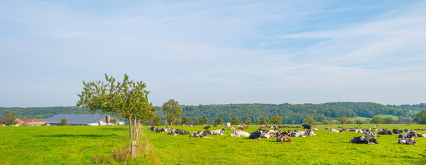 Herd of cows in a meadow in sunlight in autumn