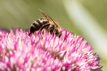 Bee sucking nectar