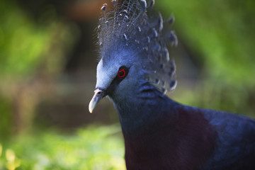 red eyed side on