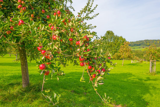Fruit trees in an orchard in sunlight in autumn