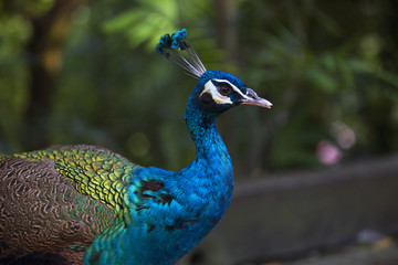 Fototapeta premium peacock 3