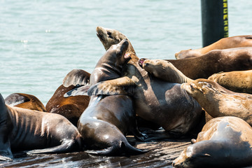 lazy sea lions at san francisco pier 39, california