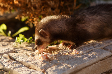 pet ferret to eat food
