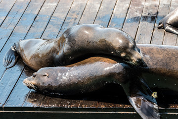 Fototapeta premium lazy sea lions at san francisco pier 39, california