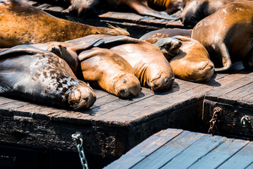 lazy sea lions at san francisco pier 39, california