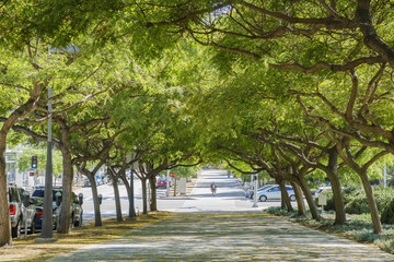 Obraz premium Beautiful tree tunnel