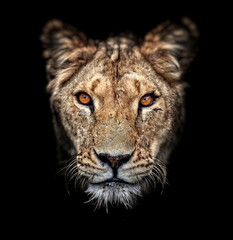 Portrait of a lioness on black background. Lovely Lioness. Close-up African lioness (Panthera leo)