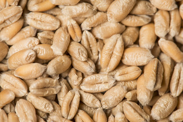 wheat grains close up - in the detail