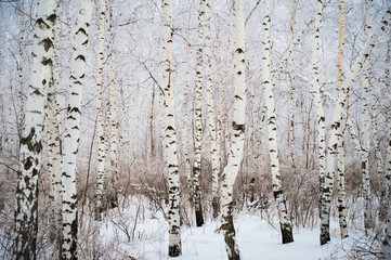 Beautiful snow-covered forest in winter. Branches of fir trees, pines, birches in snow and frost....