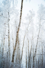Beautiful snow-covered forest in winter. Branches of fir trees, pines, birches in snow and frost. Freezing day.