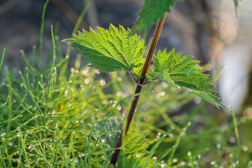 nettle leaves closeup and morning dew