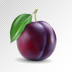 Ripe plum with green leaves. Quality photo-realistic vector illustration of plum fruit