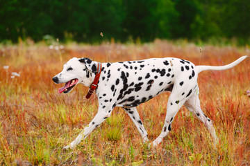 Cute dog running on field