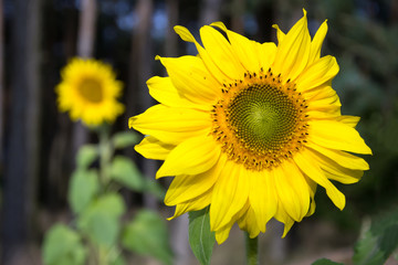 Sunflower closeup with second sunflower in the background