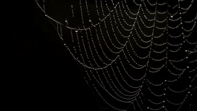 Water drops on spider web over black background