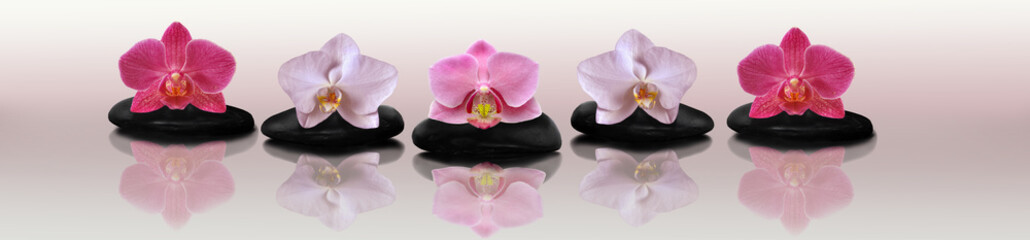 Fototapeta premium Orchidea na skałach