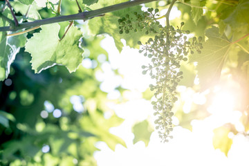 Green grapes in a vineyard