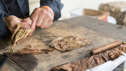 Cuban master showing how to hand roll a cigar