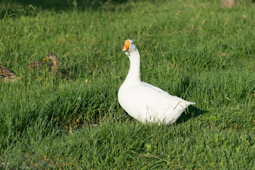 white goose with young ducks on green grass