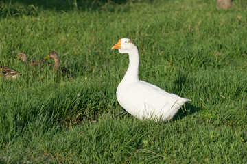 white goose with young ducks on green grass