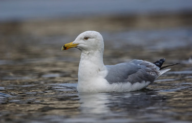 Common Gull (Larus Canus)