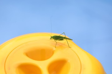 Beetle grasshopper and water chlorinator 3