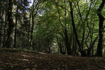 Waldpfad im Sauerland, Deutschland mit Herbststimmung