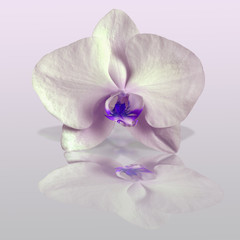 White Orchid