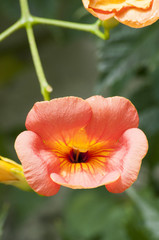 Fototapeta premium Blüten