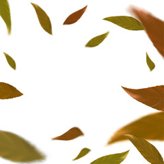 Happy Thanksgiving Day minimalistic background card with falling leaves