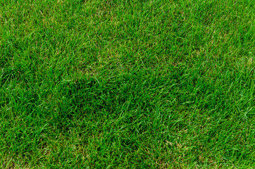 Background of the green grass