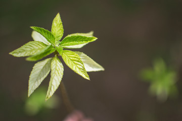 green plant with blurry background