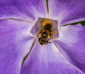Bee sheltering in Periwinkle flower