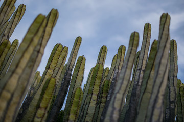 looking up in the cactus field