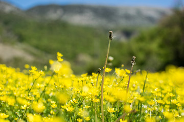 bright yellow flower field