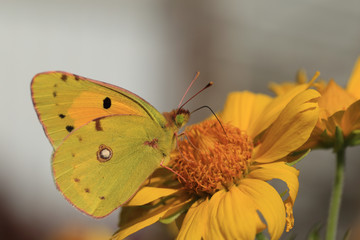 Yellow butterfly on yellow flower and on a blurry gray background 