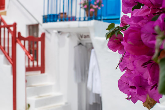 Purple Flowers On Mykonos