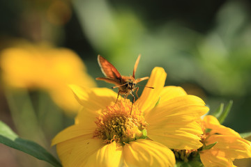 Brown furry moth drinks nectar through his tube ... Front view.