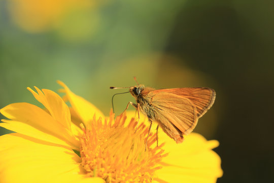 Yellow butterfly on yellow flower and on a blurry gray background 