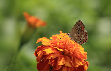 Yellow butterfly on yellow flower and on a blurry gray background 