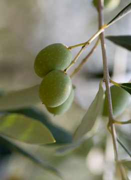 Immature olives, macro image