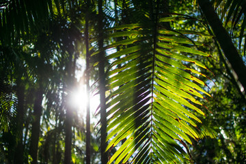 tropical rainforest in Australia