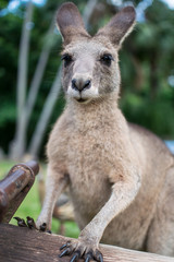 kangaroo making a funny face