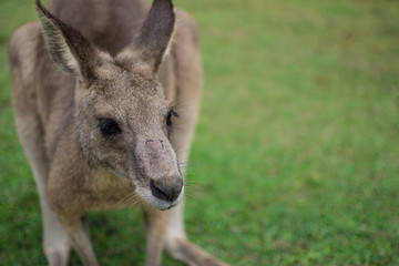 cute kangaroo looking down