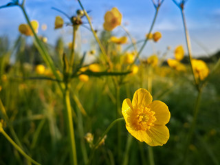 Beautiful wild yellow flowers and evening countryside landscape in sunset shine