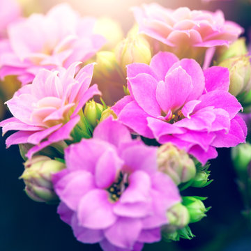 vintage nature big pink flowers autumn background. Outdoor photo with soft light and earm colors