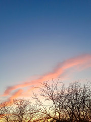 Beautiful sunset cloudy sky with dark silhouettes of bare trees