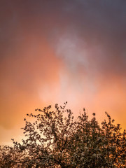 Fototapeta na wymiar Beautiful sunset cloudy sky with dark silhouettes of blooming trees