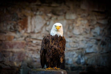 Beautiful bald eagle (lat. haliaeetus leucocephalus) - beautiful wildlife