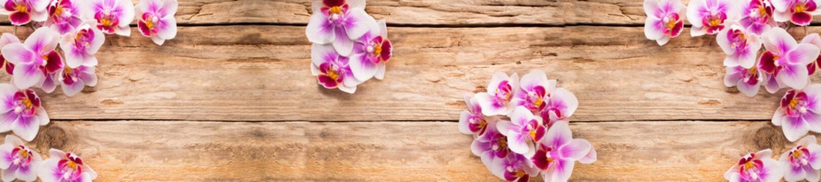 orchid